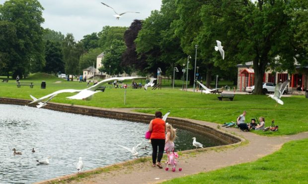 Have sonar devices helped alleviate Elgin's urban gull menace? Image Jason Hedges/DC Thomson