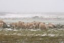 Sheep in a snowy field near Newburgh today. Picture by Scott Baxter