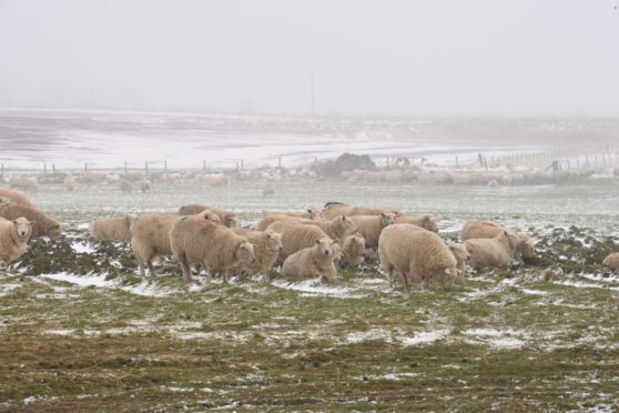 Sheep in a snowy field near Newburgh today. Picture by Scott Baxter