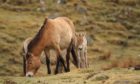 Two Przewalski's horse foals were born at the Highland Wildlife Park in April