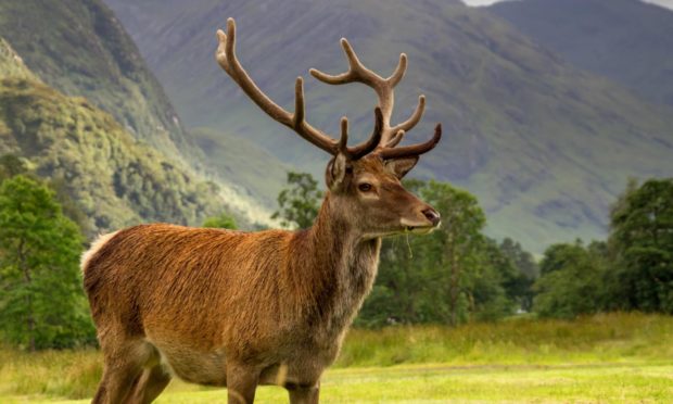 Red deer at Mar Lodge Estate, Cairngorms.