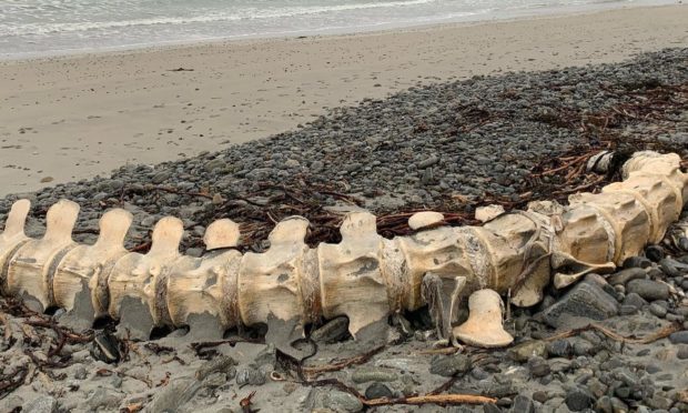 Sperm whale remains found on South Uist beach leads to speculation it could be 'Nessie's cousin'