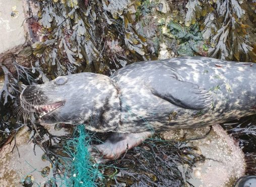 To go with story by Annie Butterworth. Seal rescued after becoming trapped in discarded fishing nets on Shetland Picture shows; Seal rescued on Shetland. Shetland. Supplied by Vincent Tonner Date; 19/04/2021