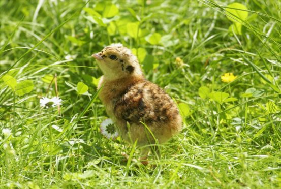 A Capercaillie chick, photograph by Mark Hamblin.