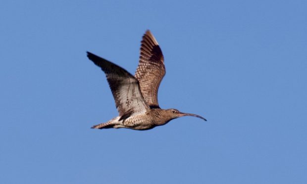 SUMMER VISITOR: Curlews are a welcome sight around Armadale Farm at this time of year. Picture by Joyce Campbell.