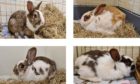 The four rabbits found by the Scottish SPCA