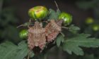 There are concerns the brown marmorated stink bug could thrive in polytunnels..