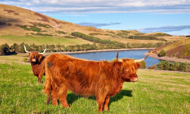 Highland cattle are among the most popular Scottish native breeds.