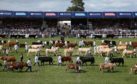 The grand parade of livestock in the showground during the Royal Highland Show in Edinburgh.