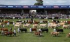 The grand parade of livestock in the showground during the Royal Highland Show in Edinburgh.