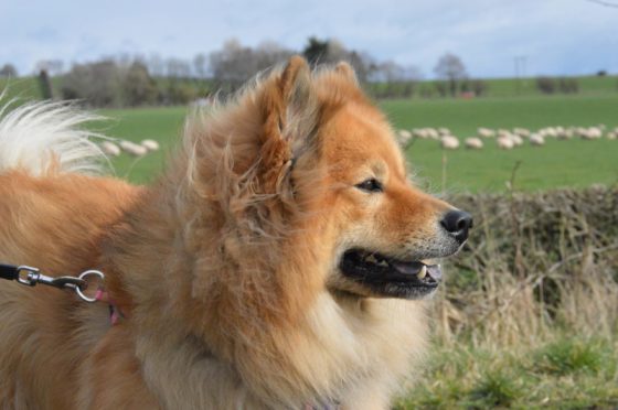 Two thirds of UK sheep farmers have experienced an increase in incidents of livestock worrying in the past year.