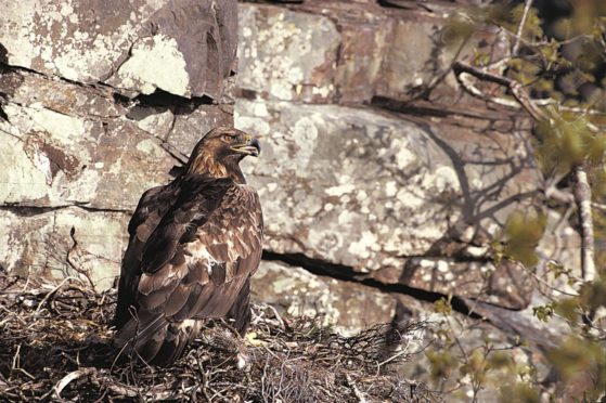 One of the golden eagles in its nest on Hoy.