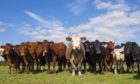 Commercial Farmers Group wants two methods to be used when measuring emissions from the livestock sector.