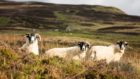 Sheep mauled Perthshire