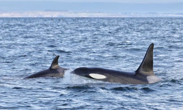 Tide and Gunnar enjoy the Moray Firth waters.