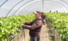 Overseas labour is essential to pick seasonal crops.