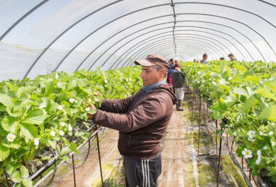 Overseas labour is essential to pick seasonal crops.