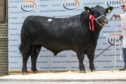 Aberdeen-Angus bulls Gretnahouse Eiger sold for 7,500gn
