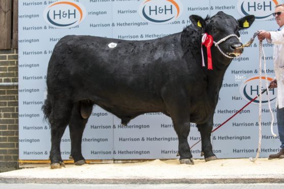 Aberdeen-Angus bulls Gretnahouse Eiger sold for 7,500gn