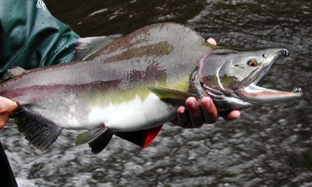 A Pacific pink salmon.