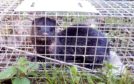 A mink in a Scottish Invasive Species Initiative trap. Image courtesy of Scottish Invasive Species Initiative.