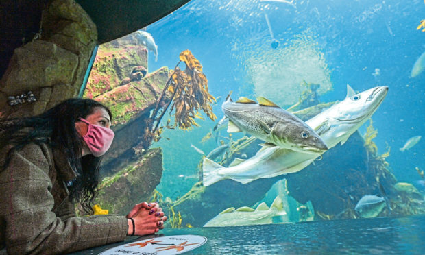 Macduff Marine Aquarium is one of north-east Scotland's top tourist attractions.