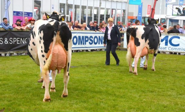 Dairy cattle judging at a previous Balmoral Show.