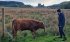 The bull at Kilchurn.