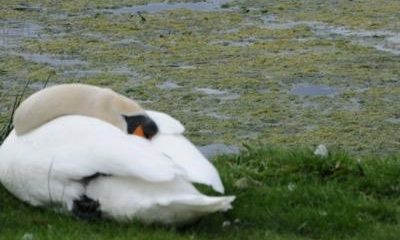 Efforts are ongoing to remove algae build-up at Brodie Castle Duck Pond as heavy concentrations may endanger wildlife.