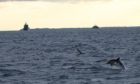 Common dolphins with warships in the background (c) Hebridean Whale and Dolphin Trust