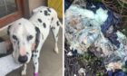 Dalmatian had 18 inches of intestine removed after eating fly-tipped rubbish in Aberdeen field (PIC: Deadline News)