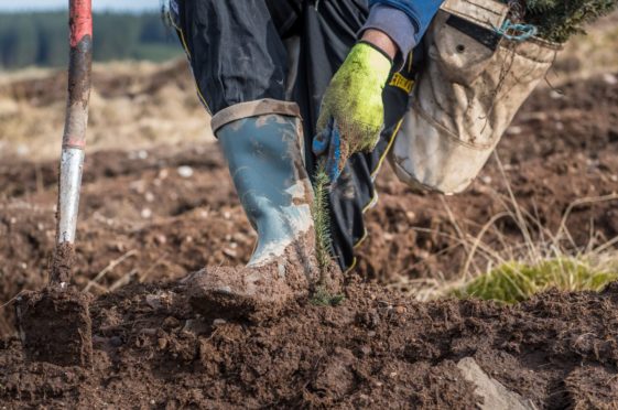 NFU Scotland vice-president Andrew Connon is concerned about whole farms being planted with trees.