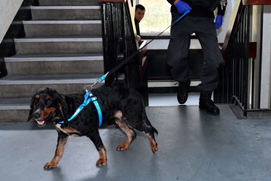 Sniffer dogs uncovered the cocaine at a Highland post office. Picture by Kath Flannery