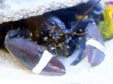 A rare blue lobster was one of the popular exhibits at the Buchanhaven Aquarium