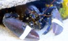 A rare blue lobster was one of the popular exhibits at the Buchanhaven Aquarium