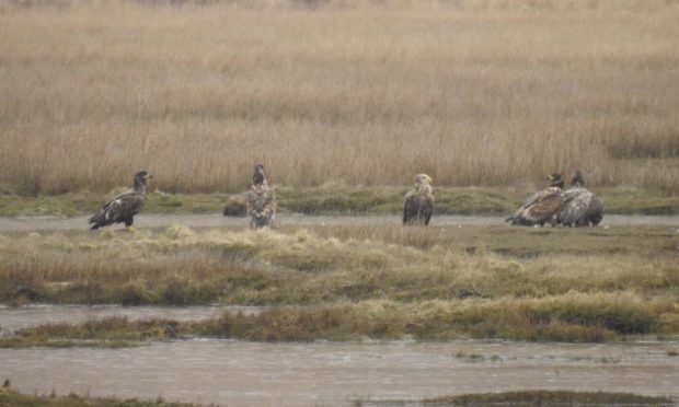 White-tailed sea eagles Mull