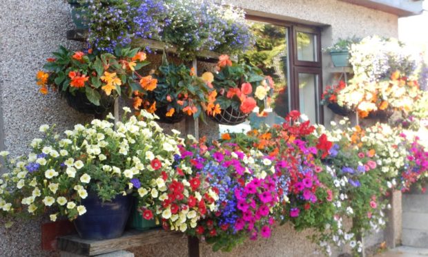 Jim loves a fine summer hanging basket display.