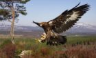 The golden eagle was found poisoned on the Invercauld Estate last March.