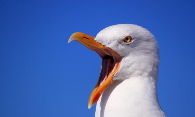 Gulls are a menace in Moray