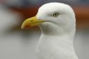 A gull escaped from a Banff flat