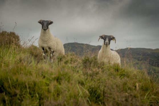 The sheep was found dead at some point between 8pm on May 9 and 5pm on May 10.