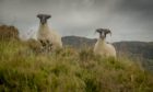 The scheme supports sheep producers in remote areas.