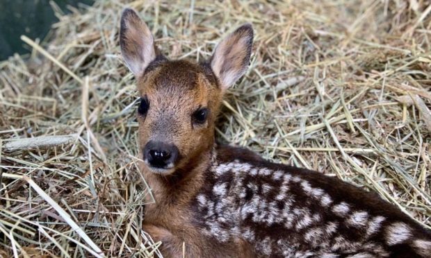 A fawn rescued by the Scottish SPCA.