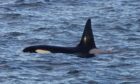 This orca was spotted off Stonehaven last month. Supplied by Nick Collins
