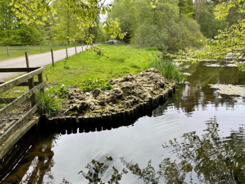 More algae is being raked out of Brodie Castle's duck pond in ongoing efforts to keep it at bay.