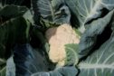 Kettle grows and processes a range of vegetables including cauliflower.