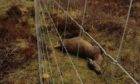 A dead hind with large unborn calf within the fenced scheme at Dunvegan has shocked Skye residents. Gamekeepers fear this type of thing will become normalised if Scottish Government alter the female deer seasons.