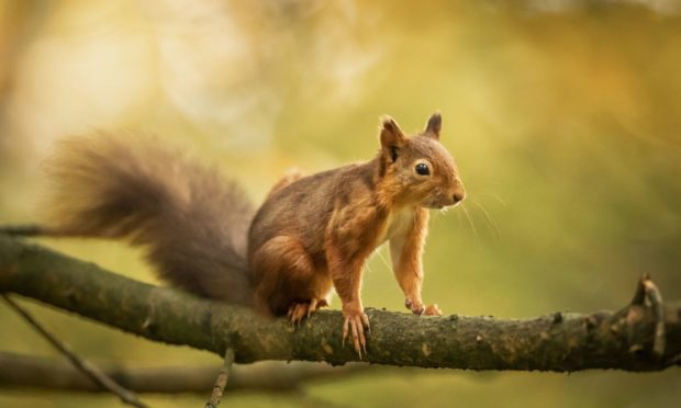 Locals are being urged to log squirrel spottings to help monitor their numbers
