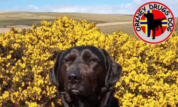 Orkney drugs dog Zoe