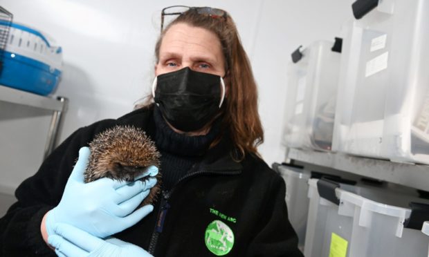 Pauline Marley with a hedgehog at the New Arc.